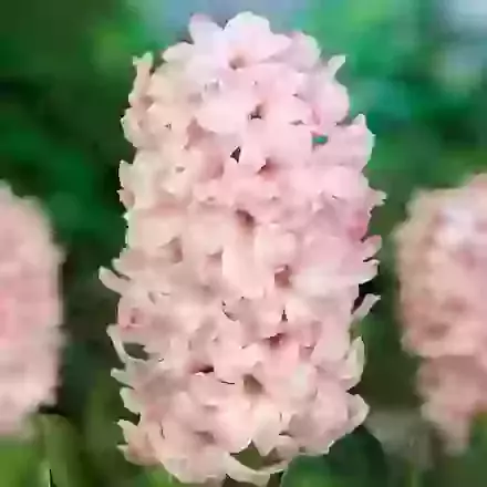 Hyacinths